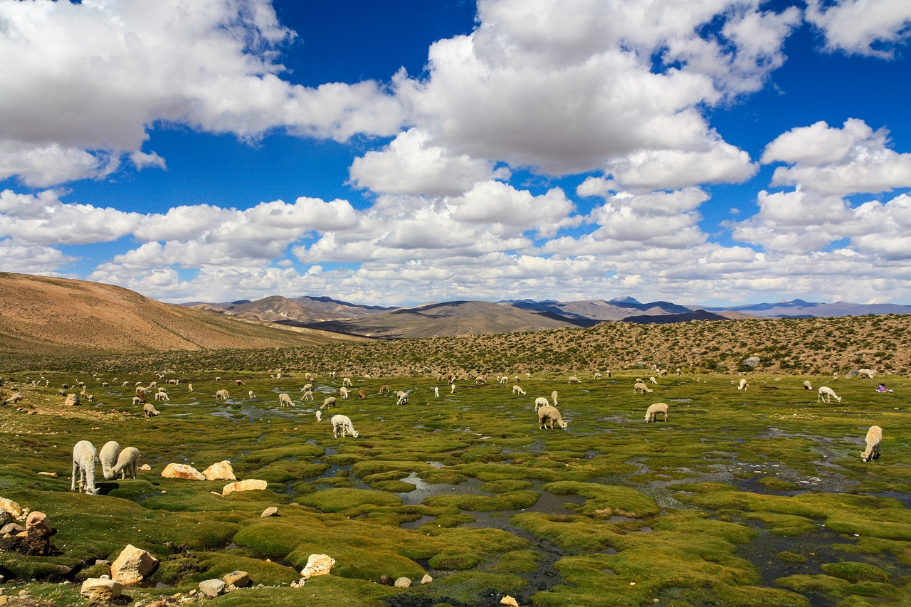 Celebrating the Unique Culture of Peru's Puno Day